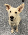 adoptable Dog in  named Kanga