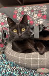 adoptable Cat in bemidji, MN named Mink