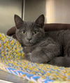 adoptable Cat in , MN named Beaver