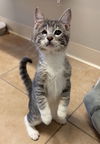 adoptable Cat in  named Jay