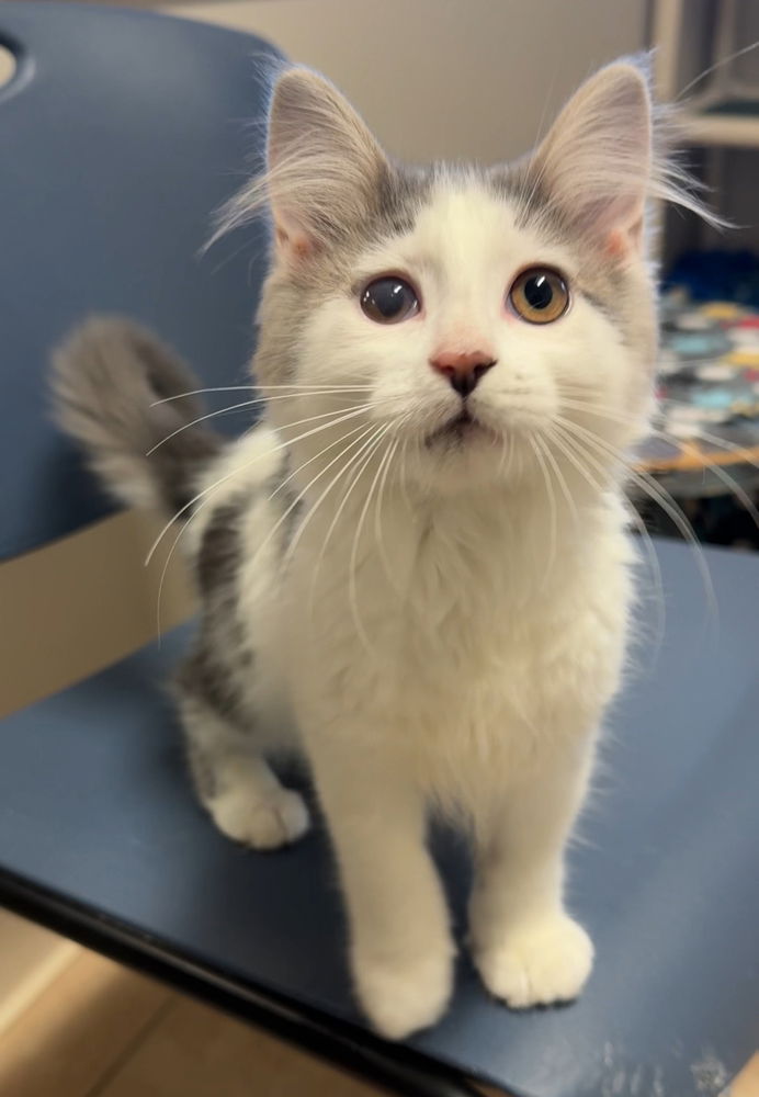 adoptable Cat in Bemidji, MN named Finch