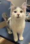 adoptable Cat in  named Finch