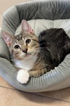 adoptable Cat in bemidji, MN named Pip