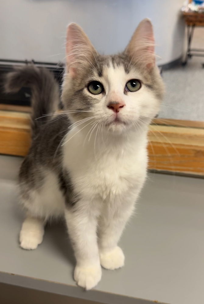 adoptable Cat in Bemidji, MN named Lark