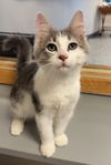 adoptable Cat in bemidji, MN named Lark