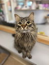 adoptable Cat in  named Wilder