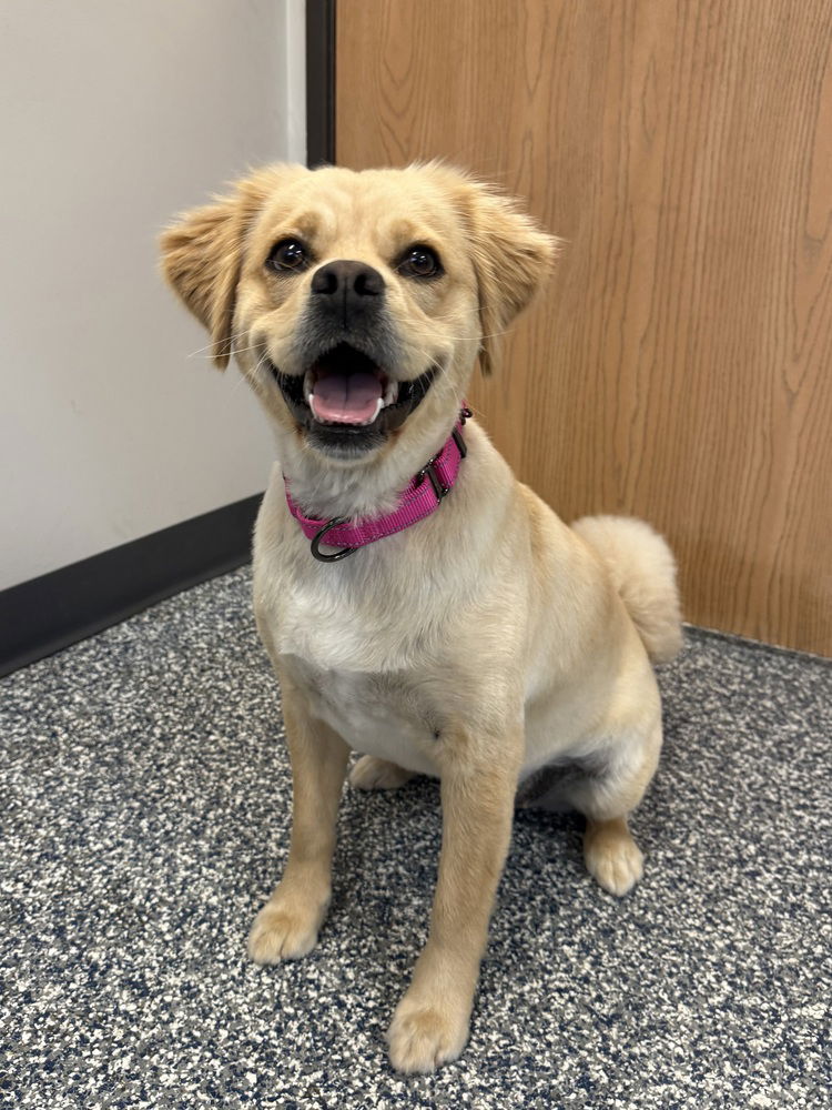 adoptable Dog in Bemidji, MN named Cindy Lou