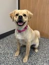 adoptable Dog in  named Cindy Lou