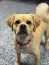 adoptable Dog in , MN named Cindy Lou
