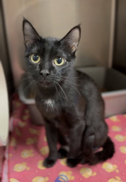 Magic, an adoptable Domestic Short Hair in Bemidji, MN