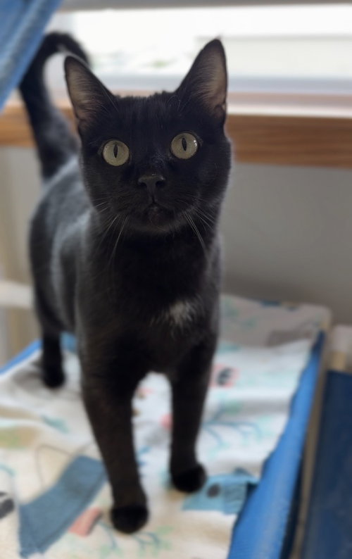 Magic, an adoptable Domestic Short Hair in Bemidji, MN