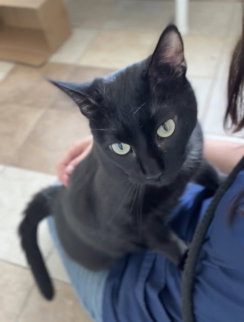 Magic, Adult Domestic Short Hair / Mixed (short coat), cat for adoption in Bemidji, Minnesota