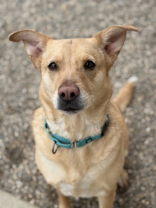 picture of the dog needing adoption