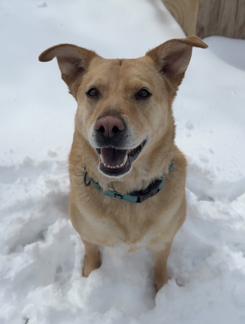 picture of the dog needing adoption
