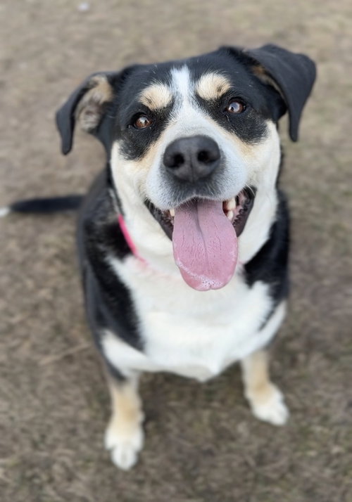 picture of the dog needing adoption
