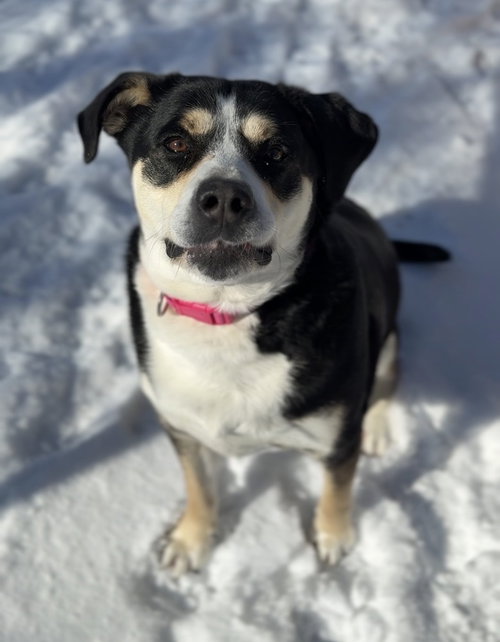 picture of the dog needing adoption