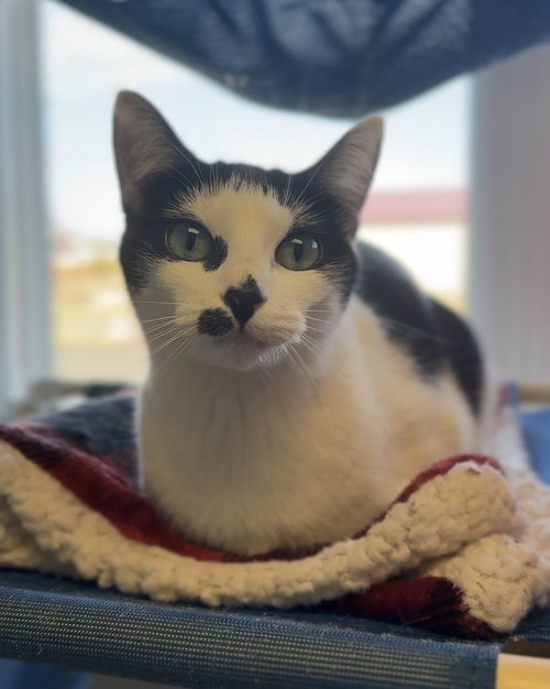 AVA - Domestic Short Hair available for adoption
