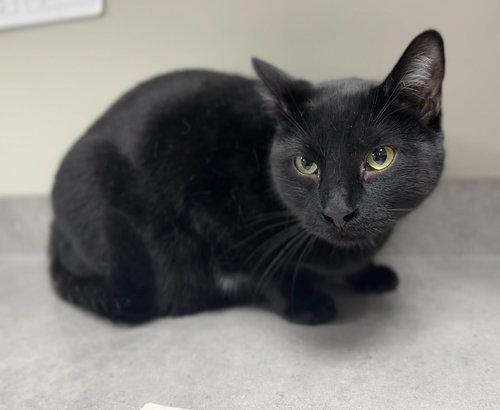 HANDSOME - Domestic Short Hair available for adoption