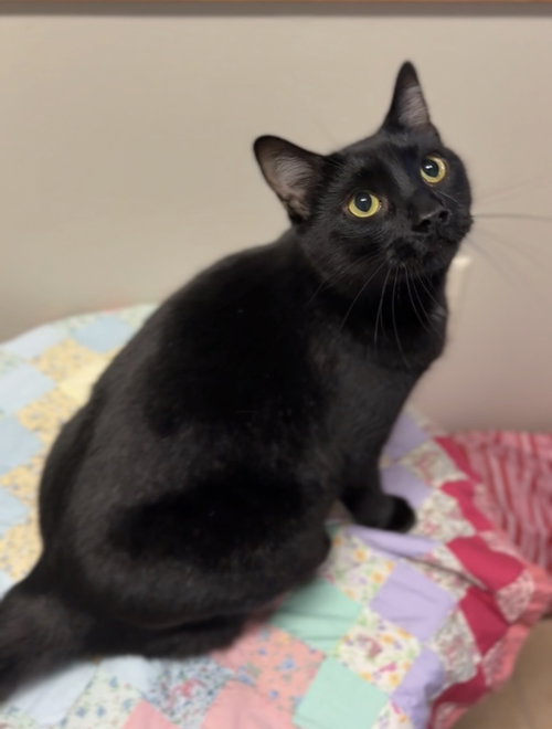 picture of the cat needing adoption