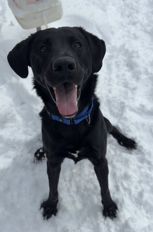 picture of the dog needing adoption