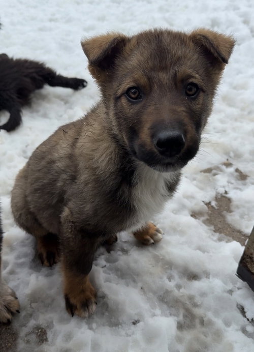 Ciabatta, an adoptable Terrier in Bemidji, MN