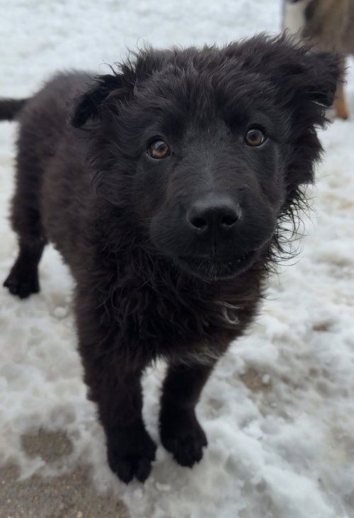 Pumpernickel, an adoptable Terrier in Bemidji, MN