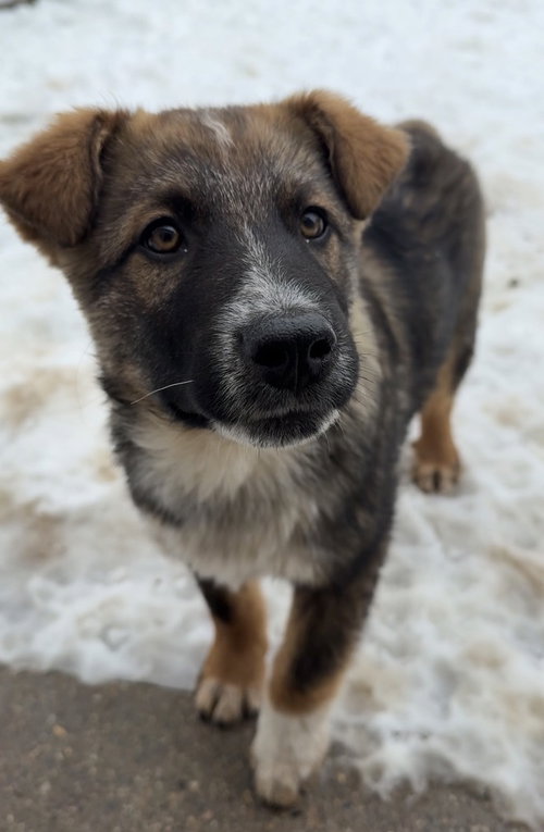 Rye, an adoptable Terrier in Bemidji, MN