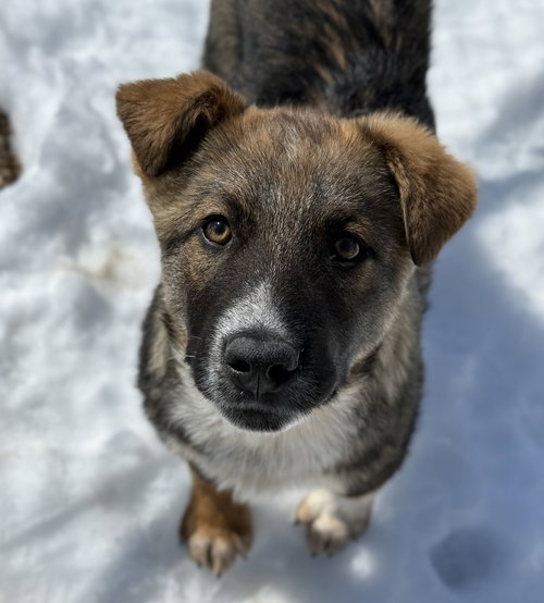 picture of the dog needing adoption