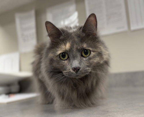 Gracie, an adoptable Domestic Long Hair in Bemidji, MN