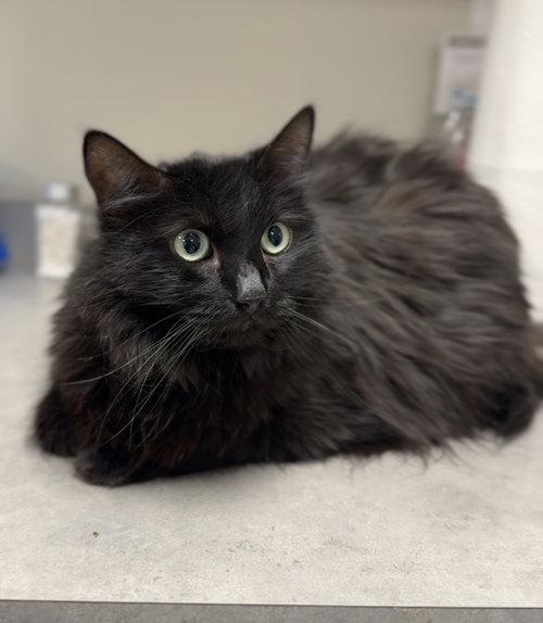 Sadie, an adoptable Domestic Long Hair in Bemidji, MN