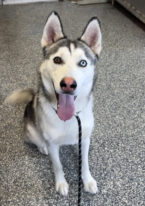 Toby, an adoptable Husky in Bemidji, MN