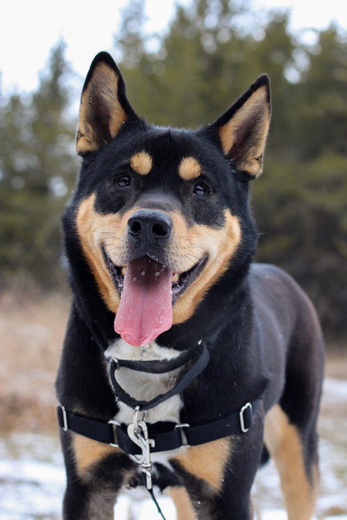 Kane, an adoptable Unknown breed in Bemidji, MN