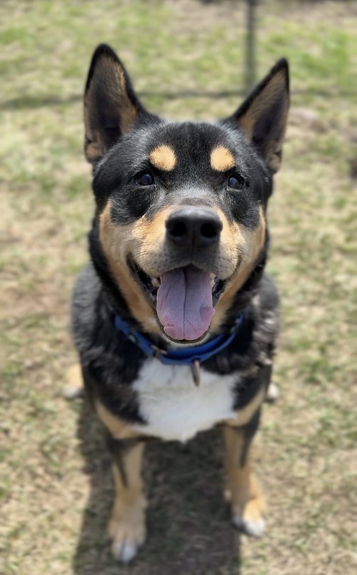 Kane, an adoptable Unknown breed in Bemidji, MN