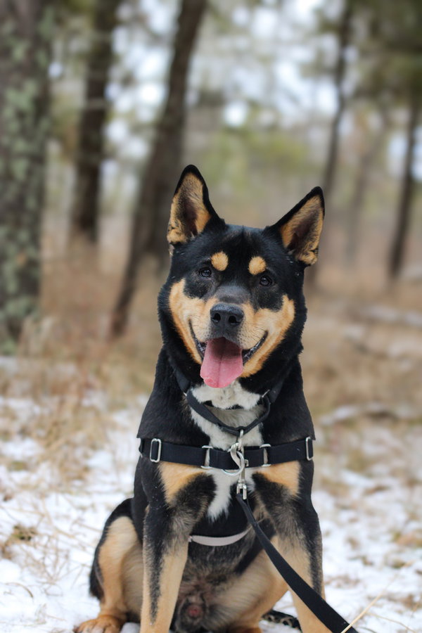 Kane