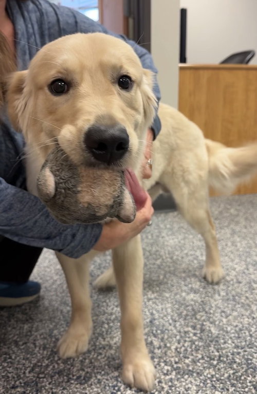 Boomer, an adoptable Golden Retriever in Bemidji, MN