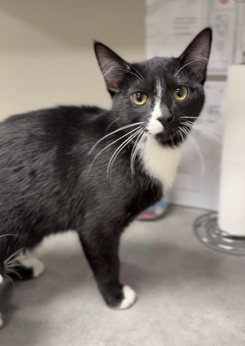 picture of the cat needing adoption