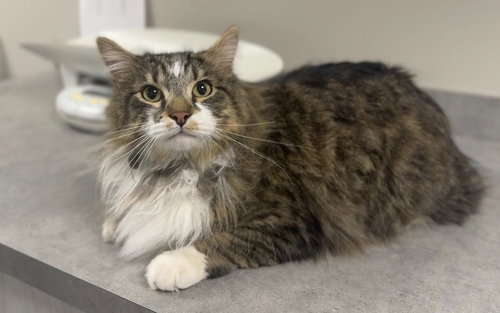 picture of the cat needing adoption