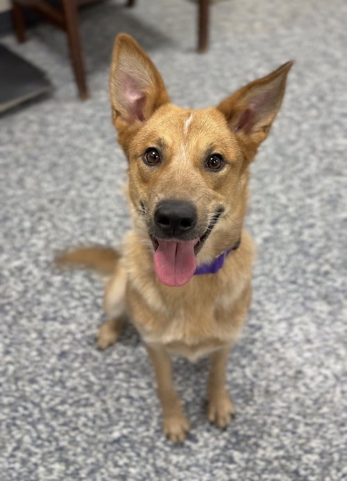 picture of the dog needing adoption