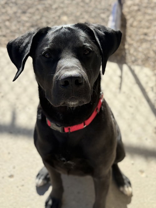 Smokey, an adoptable Labrador Retriever in Bemidji, MN