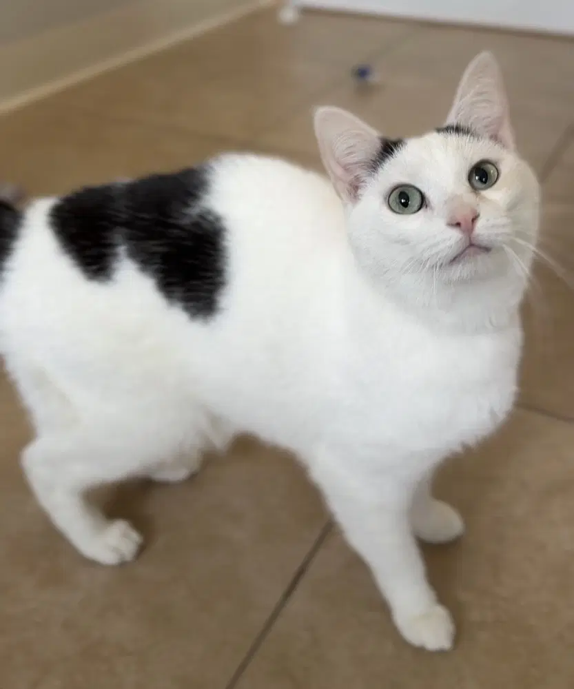Gravy - Domestic Short Hair