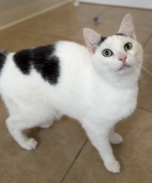 Gravy, an adoptable Domestic Short Hair in Bemidji, MN