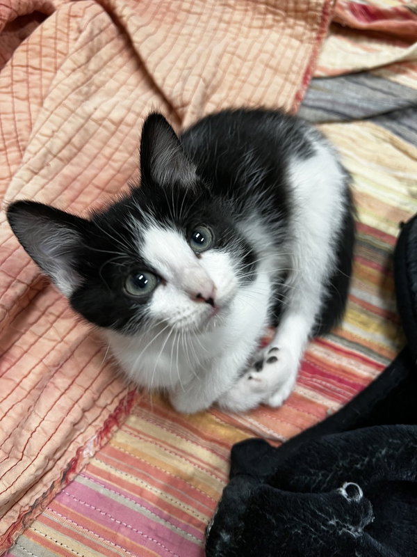 Biscuit