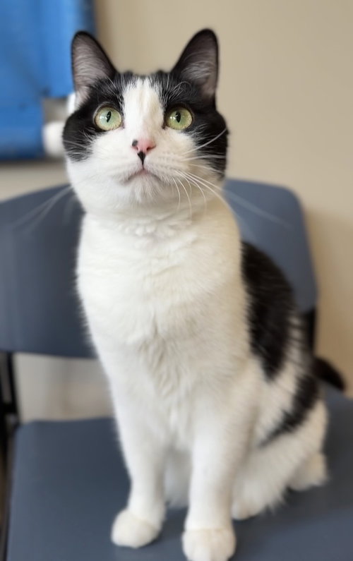 Biscuit, an adoptable Domestic Short Hair in Bemidji, MN