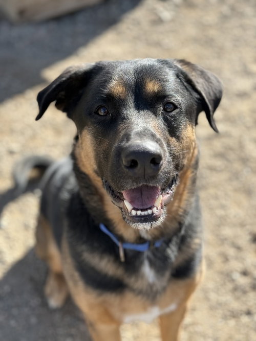 Taz, an adoptable German Shepherd Dog in Bemidji, MN