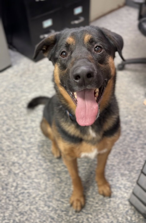 Taz