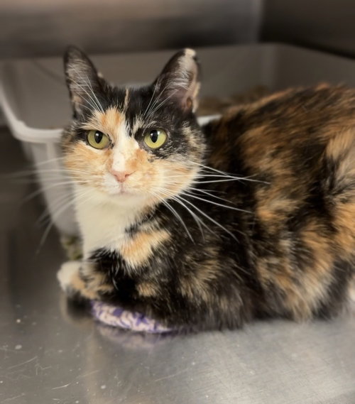 Ada, an adoptable Domestic Short Hair in Bemidji, MN