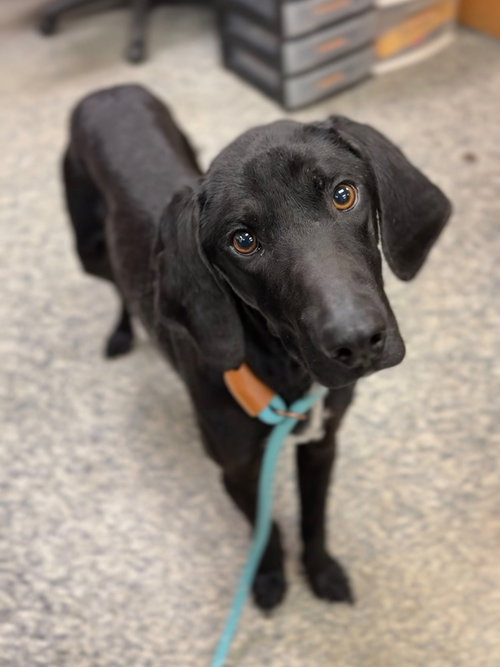 Reggie, an adoptable Terrier in Bemidji, MN