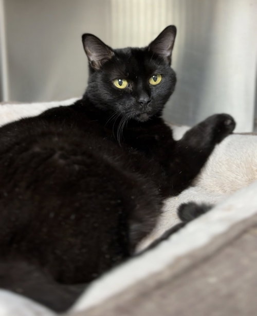 Nibblet, an adoptable Domestic Short Hair in Bemidji, MN