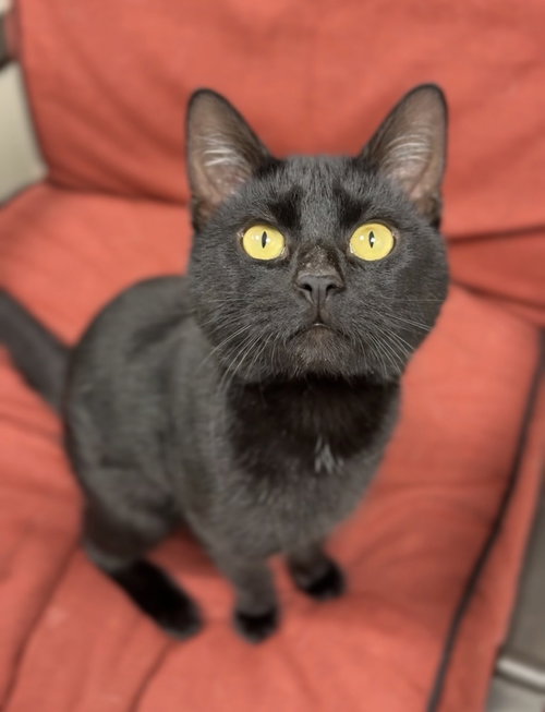 Sprig, an adoptable Domestic Short Hair in Bemidji, MN