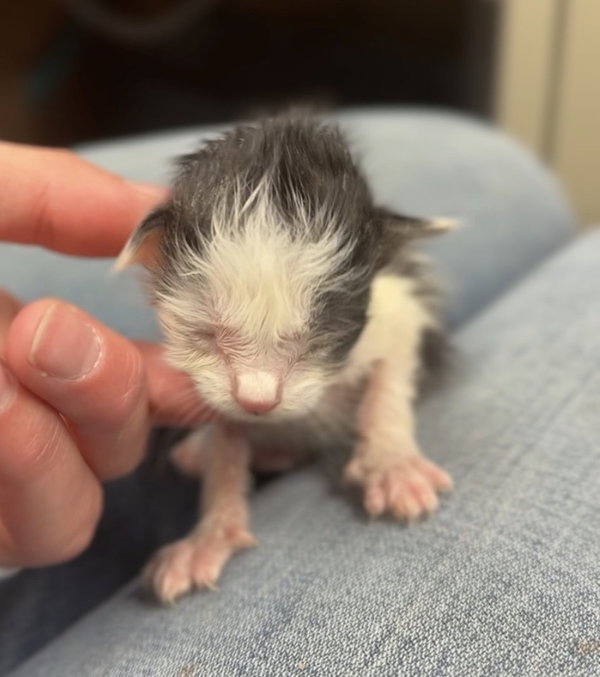 Kitten 4
